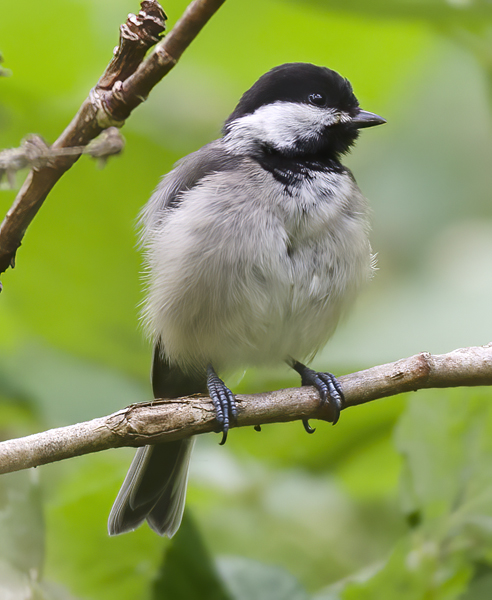 Black_Capped_Chickadee_13_OR_006