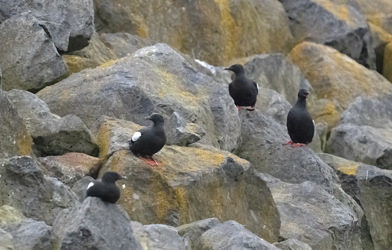 Black_Guillemot_22_Iceland_104