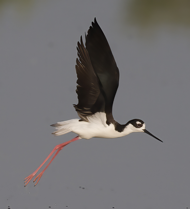 Black_Necked_Stilt_09_FL_027