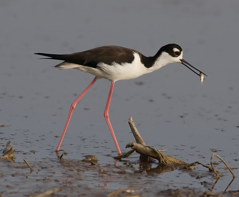 Black_Necked_Stilt_09_FL_028