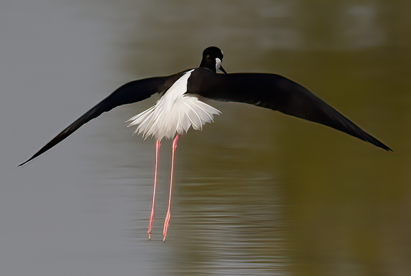 Black_Necked_Stilt_09_FL_037