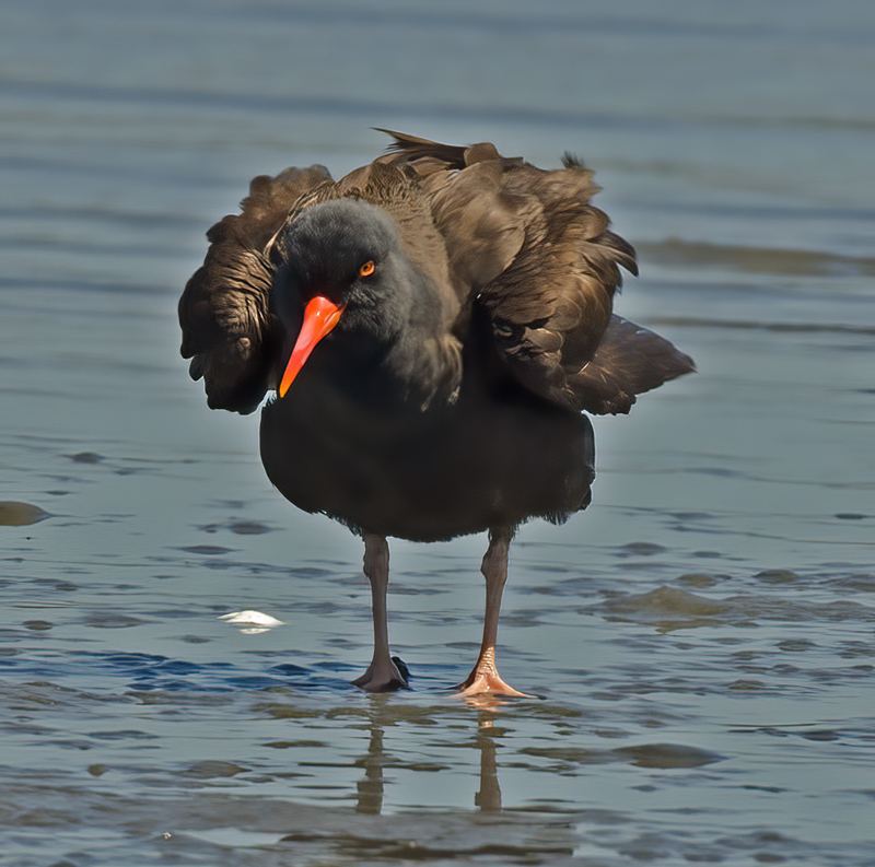 Black_Oystercatcher_14_CA_006