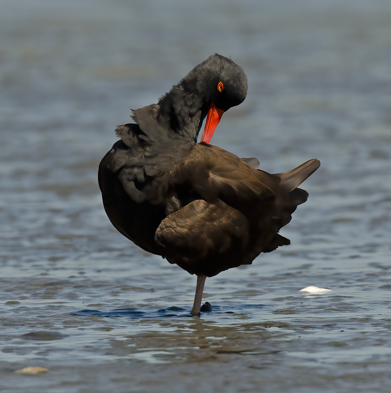 Black_Oystercatcher_14_CA_010