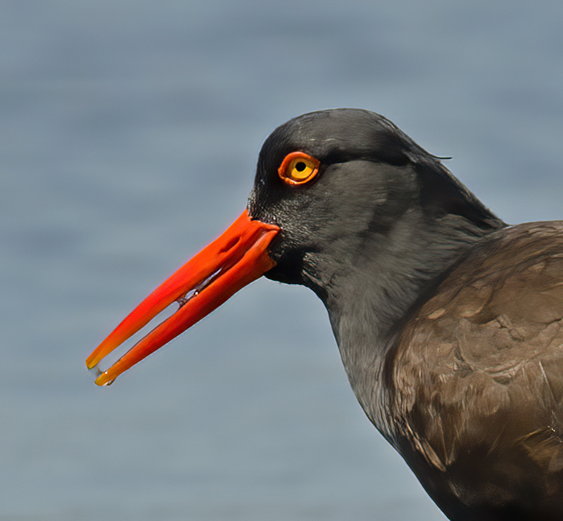 Black_Oystercatcher_14_CA_021