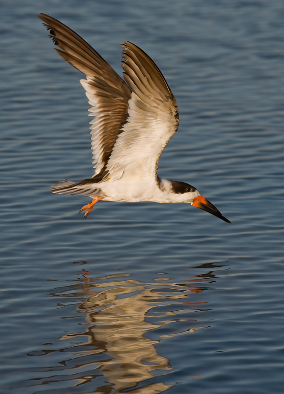 Black_Skimmer_09_FL_034