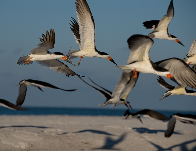 Black_Skimmer_09_FL_037