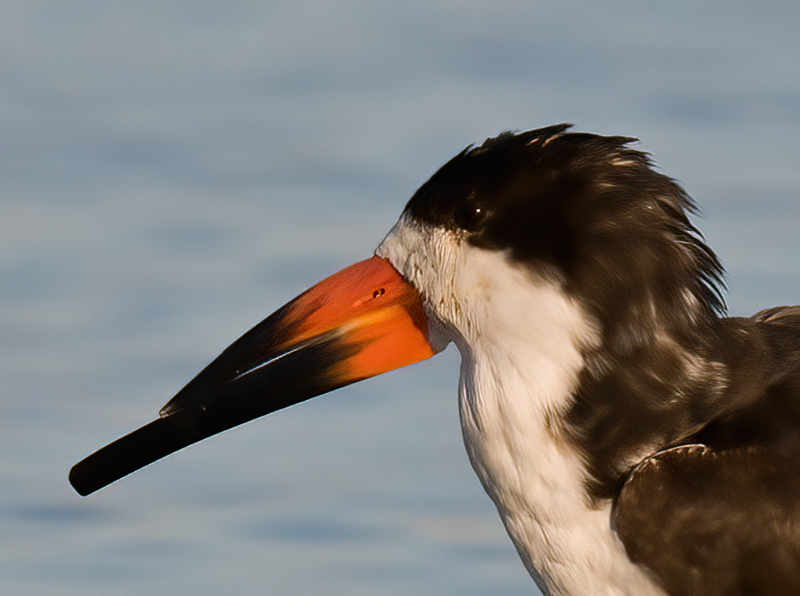 Black_Skimmer_09_FL_040