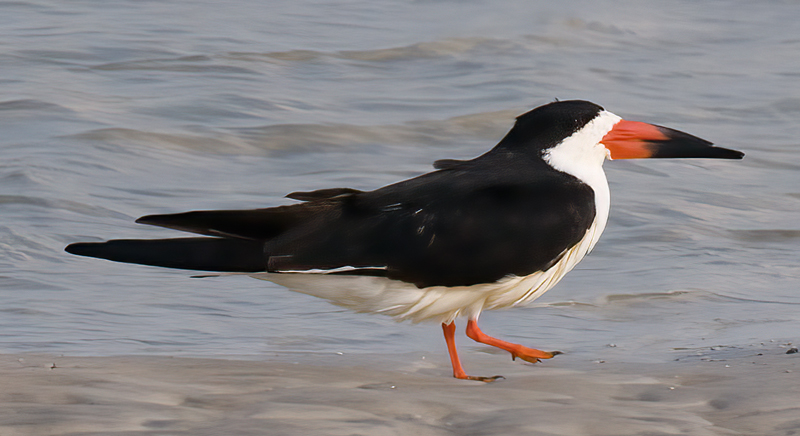 Black_Skimmer_09_FL_047