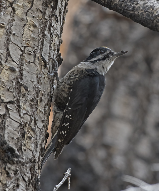 Black_backed_Woodpecker_17_OR_021