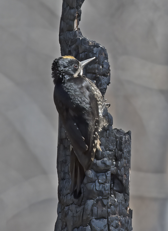 Black_backed_Woodpecker_17_OR_052