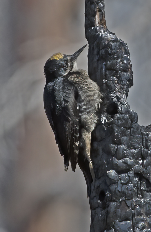 Black_backed_Woodpecker_17_OR_161