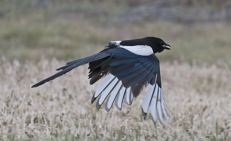 Black_billed_Magpie_17_OR_012