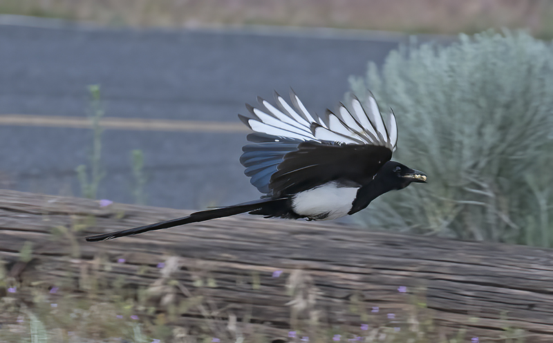 Black_billed_Magpie_17_OR_026