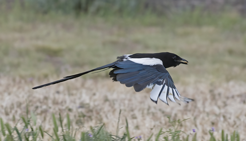 Black_billed_Magpie_17_OR_033