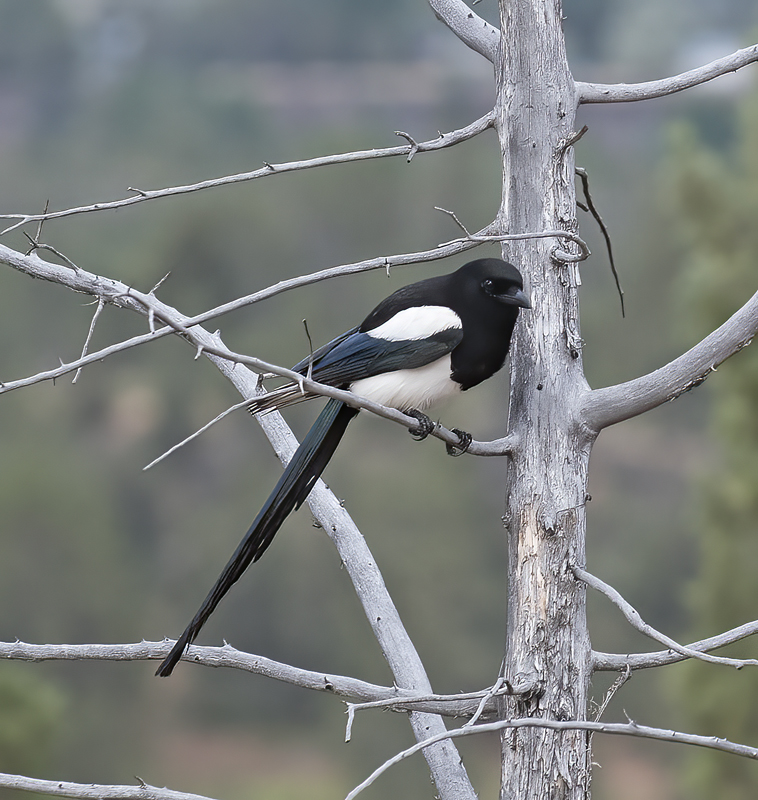 Black_billed_Magpie_17_OR_041