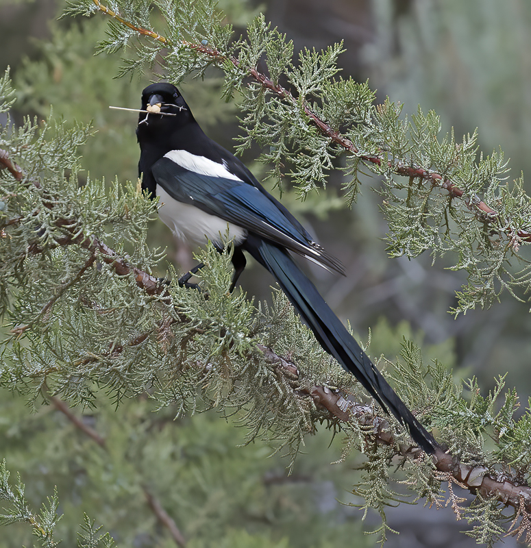 Black_billed_Magpie_17_OR_044