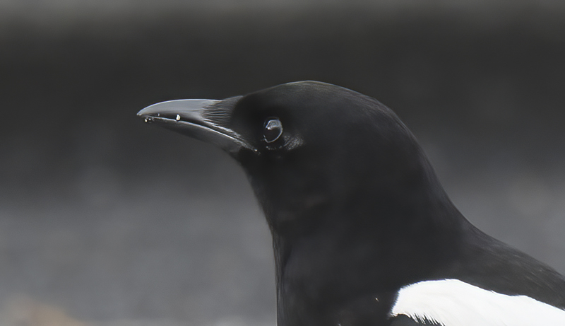 Black_billed_Magpie_17_OR_056