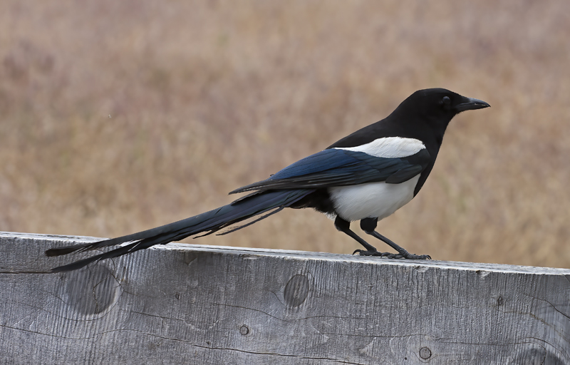 Black_billed_Magpie_17_OR_118