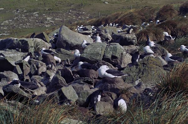 Black_browed_Albatross_98_Falklands_002
