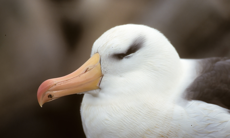 Black_browed_Albatross_98_Falklands_004