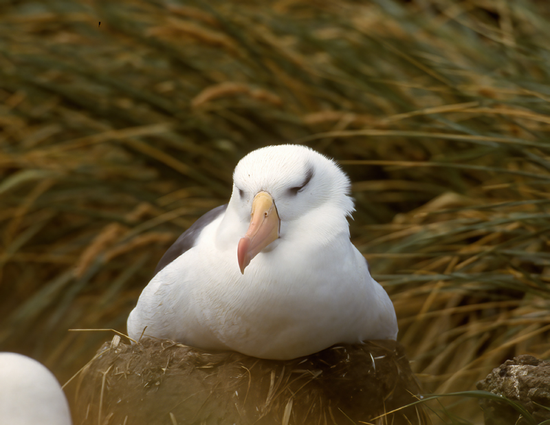 Black_browed_Albatross_98_Falklands_005
