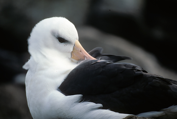 Black_browed_Albatross_98_Falklands_006