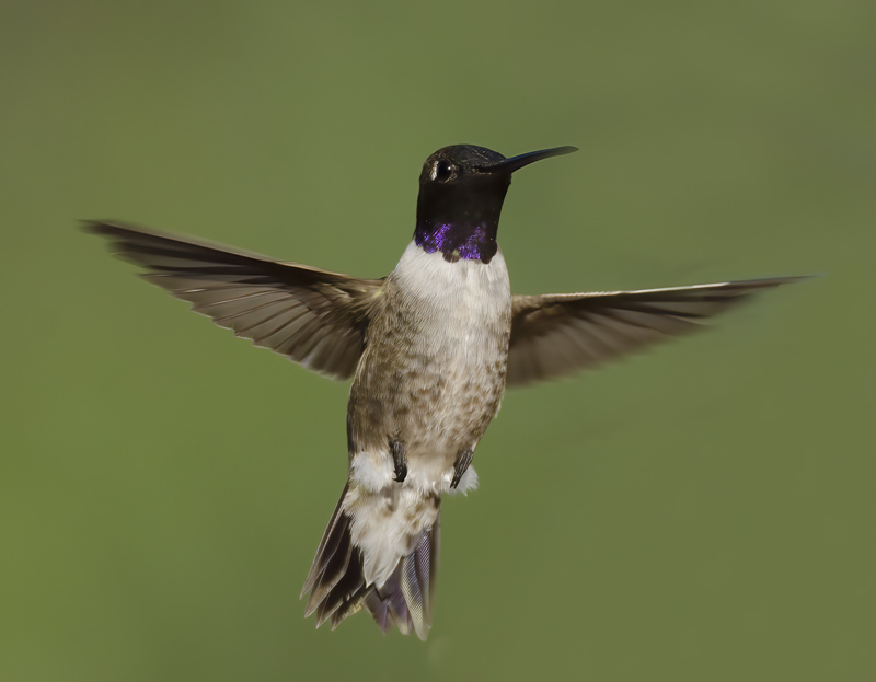 Black_chinned_Hummingbird_14_CA_093