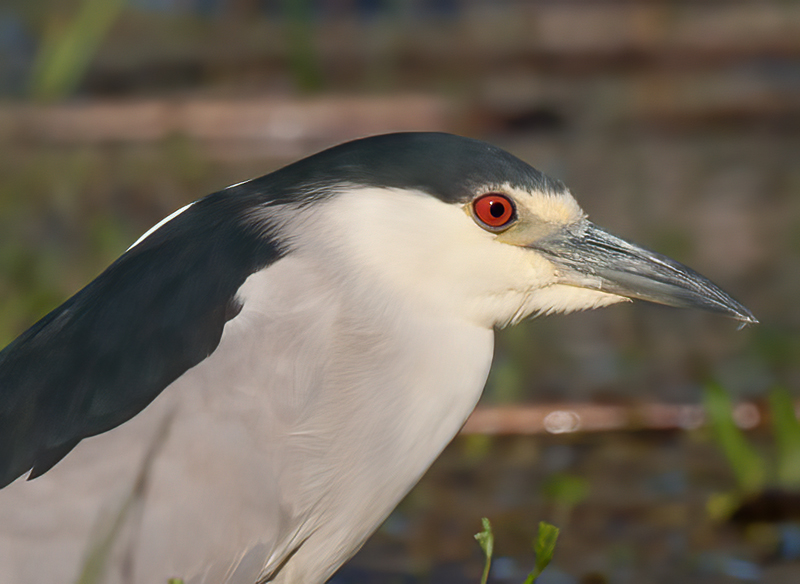 Black_crowned_Night_Heron_10_FL_033