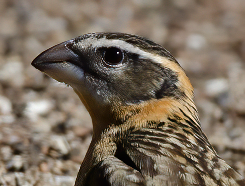 Black_headed_Grosbeak_13_CA_001
