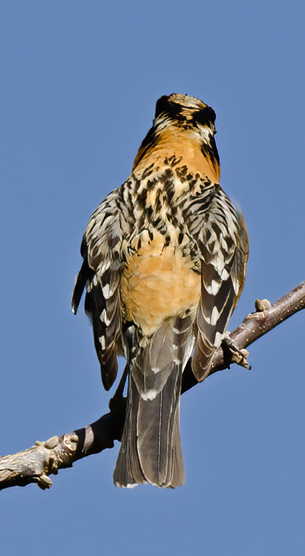 Black_headed_Grosbeak_13_CA_017