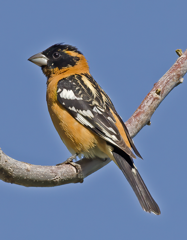 Black_headed_Grosbeak_13_CA_027