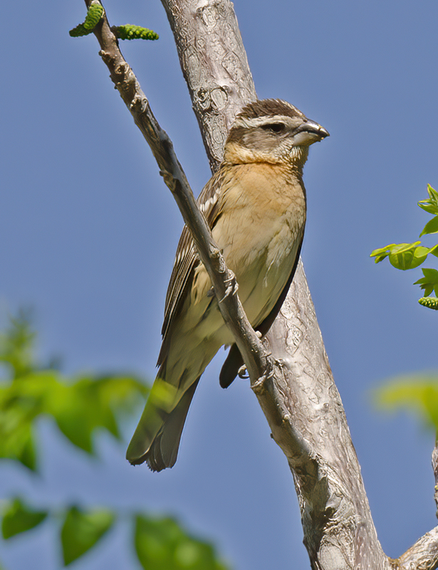 Black_headed_Grosbeak_13_CA_047