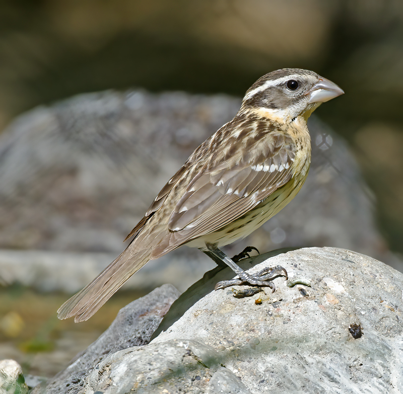 Black_headed_Grosbeak_13_CA_061