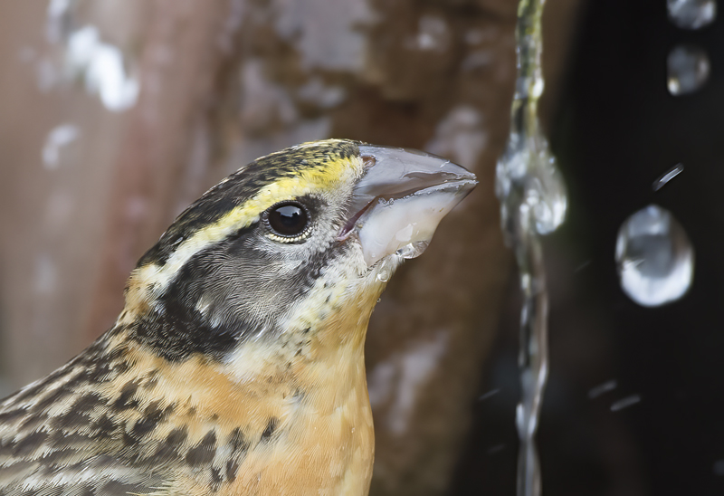 Black_headed_Grosbeak_15_AZ_005