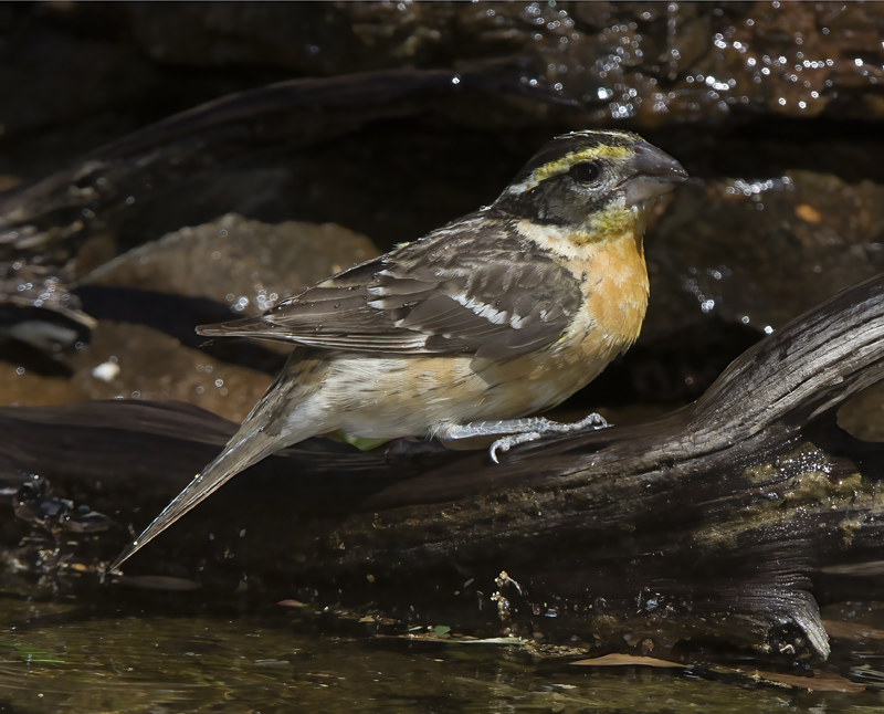 Black_headed_Grosbeak_15_AZ_021