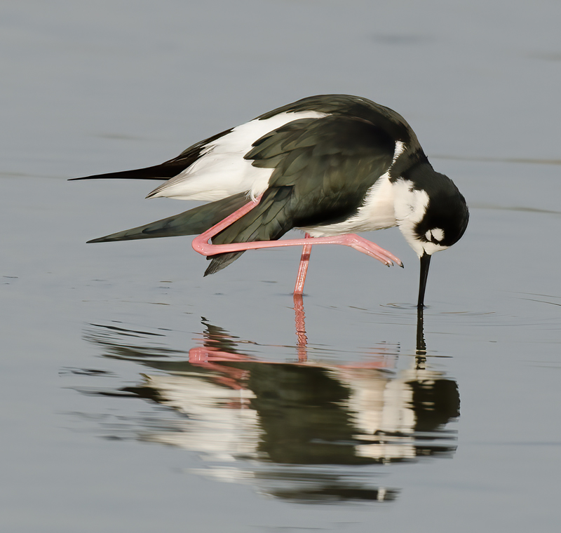 Black_necked_Stilt_10_FL_020