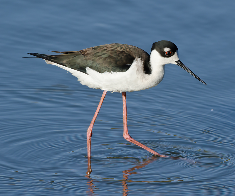 Black_necked_Stilt_10_FL_022a