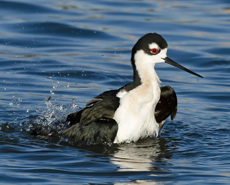 Black_necked_Stilt_10_FL_042