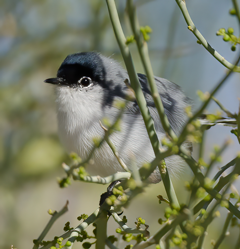 Black_tailed_Gnatcatcher_14_CA_003