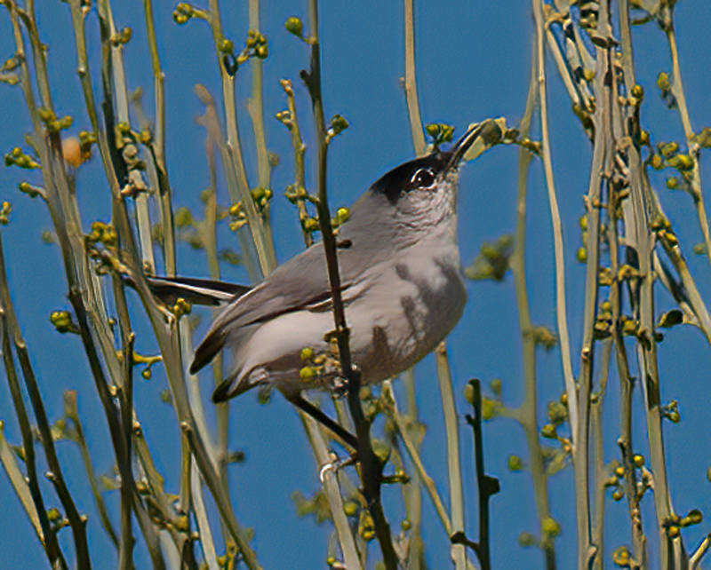 Black_tailed_Gnatcatcher_14_CA_011