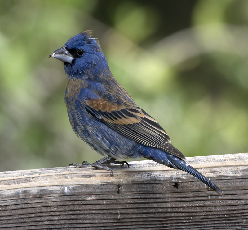 Blue_Grosbeak_15_AZ_001