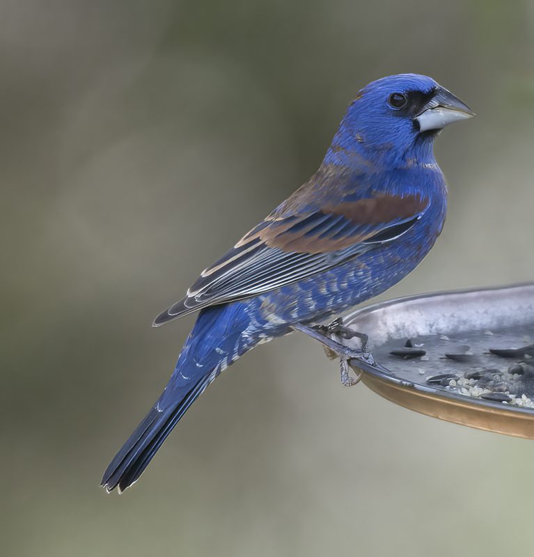 Blue_Grosbeak_15_AZ_030