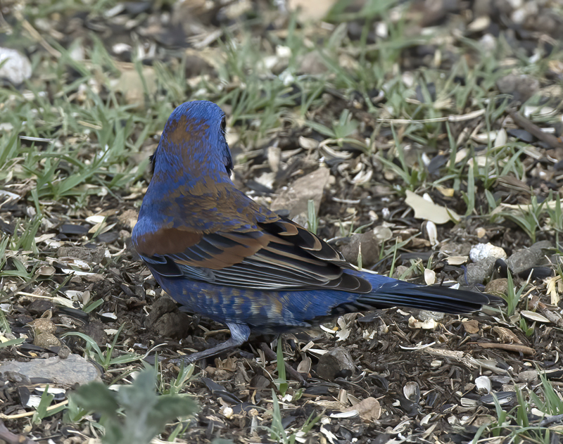 Blue_Grosbeak_15_AZ_031