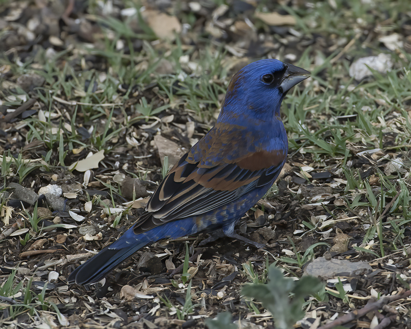Blue_Grosbeak_15_AZ_032