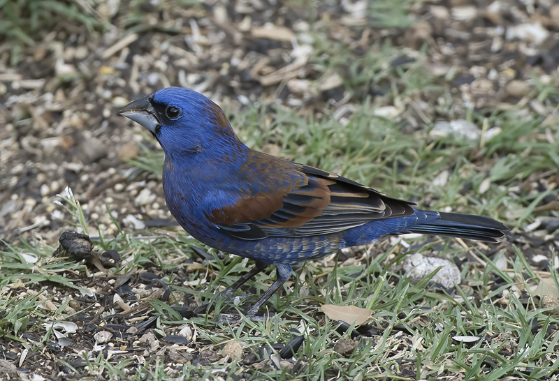 Blue_Grosbeak_15_AZ_037