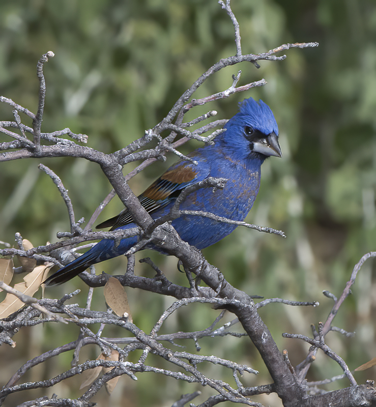 Blue_Grosbeak_15_AZ_043