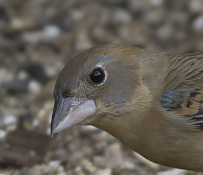 Blue_Grosbeak_15_AZ_046