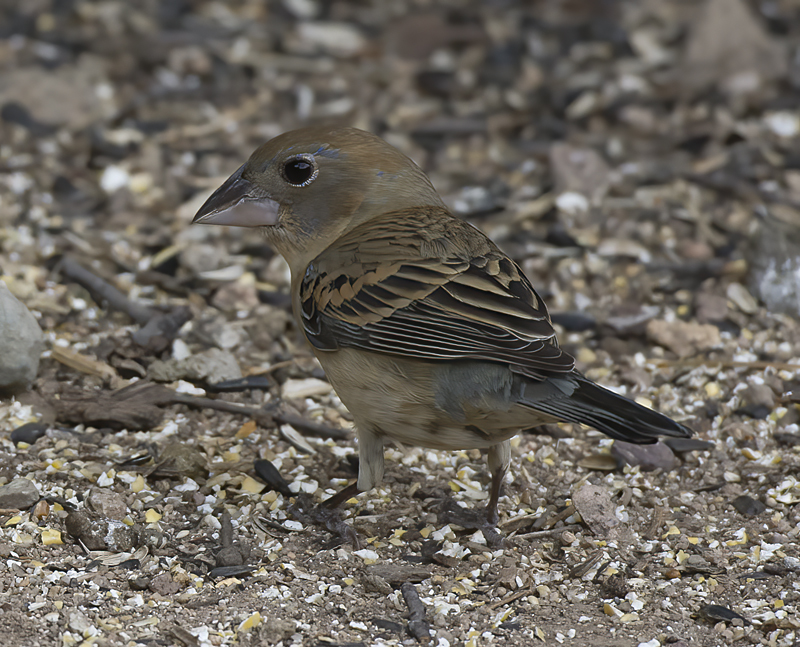 Blue_Grosbeak_15_AZ_051