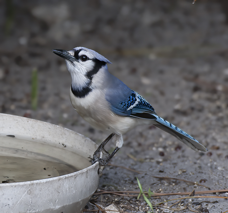 Blue_Jay_09_FL_001