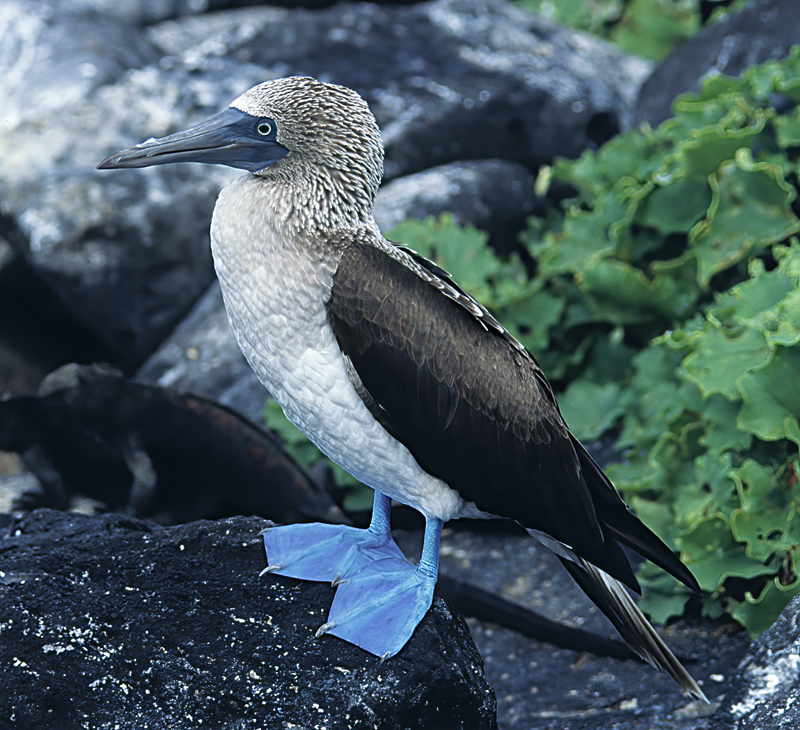 Blue_footed_Booby_97_Galapagos_001